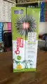 Coconut Tree